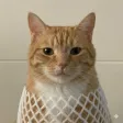 wrapped cat-Wallet