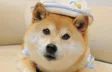 Portafoglio Dogewifhat