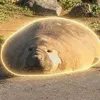 Neil the Seal
