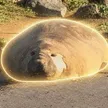 محفظة Neil the Seal