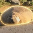 Neil the Seal Wallet