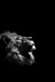 The Lion Wallet