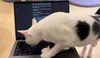 Meow