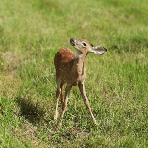 BUCK