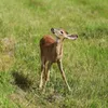 Little Buck
