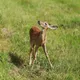 BUCK