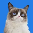 ‌Ví Grumpy Cat
