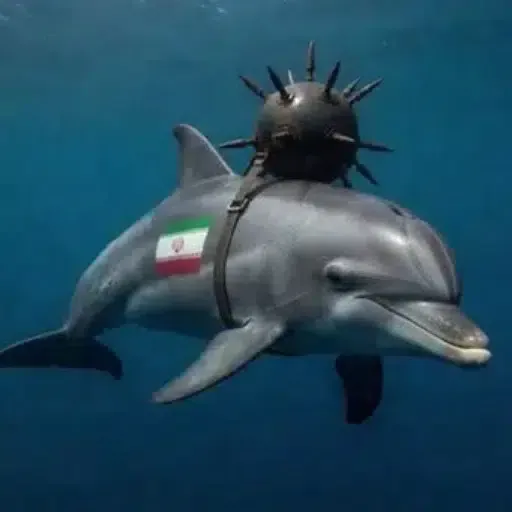 kamikaze dolphins 钱包
