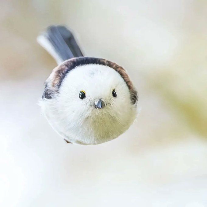 SNOWBALL