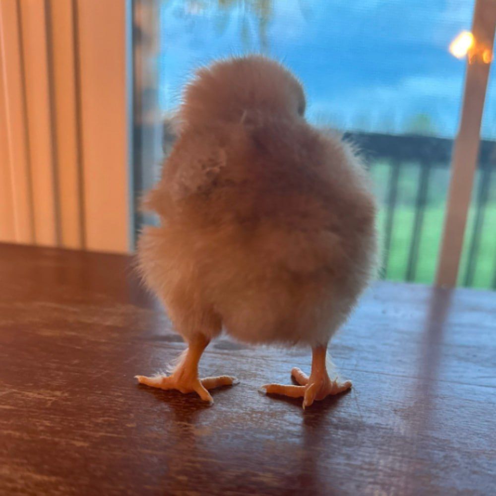 ChickenButt