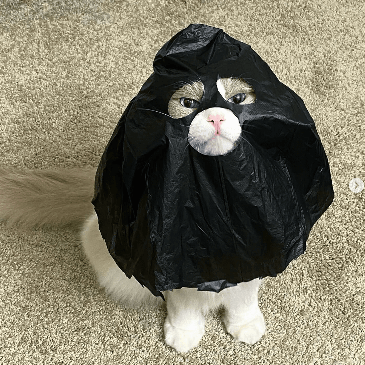 catwifbag