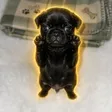 Nugget On Beat Wallet