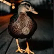 Dawn The Scottish Duck 钱包