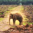 Portefeuille Borneo Elephant