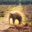 Portefeuille Borneo Elephant