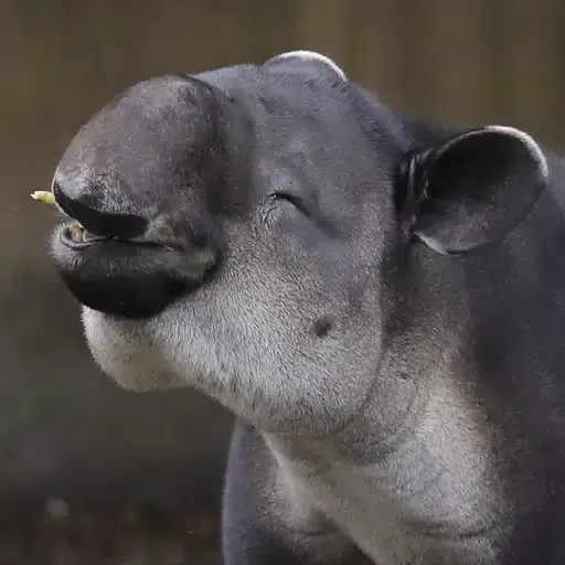 Agua the baird tapir 钱包
