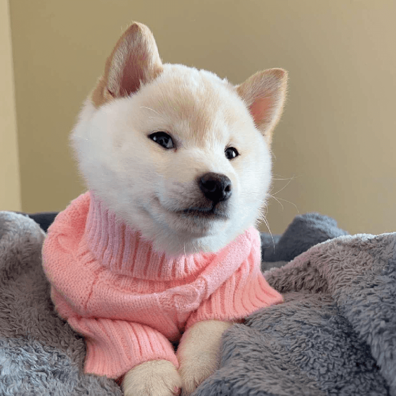 New Doge 钱包
