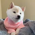 New Doge Wallet