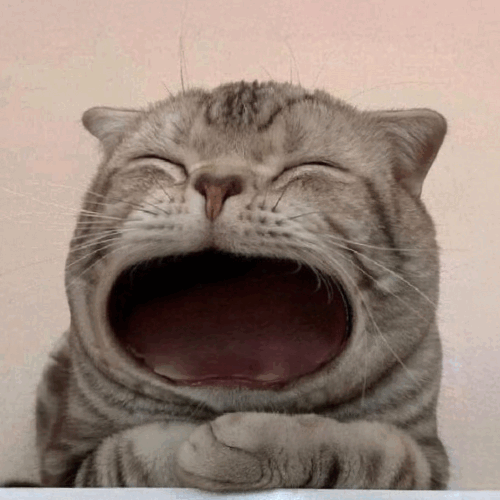 MAOW