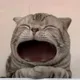 MAOW