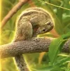 Blownut The Squirrel