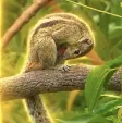Monedero de Blownut The Squirrel