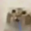 drooling cat