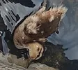 Portafoglio Justice For DUCKY