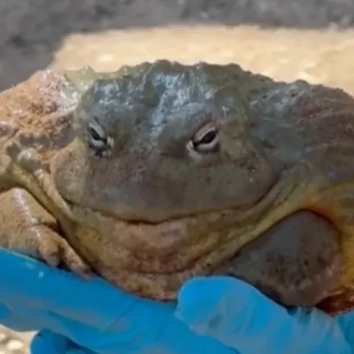Georgie the Frog 钱包