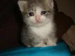 emokitteh Wallet
