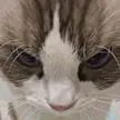‌Ví Boomcat