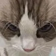 ‌Ví Boomcat