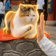 cat doing a high five Wallet