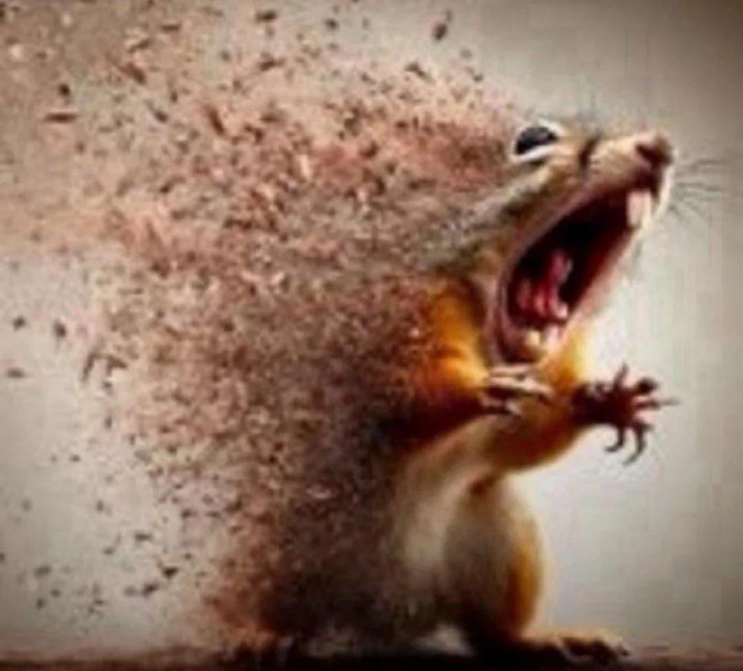 disintegrating squirrel