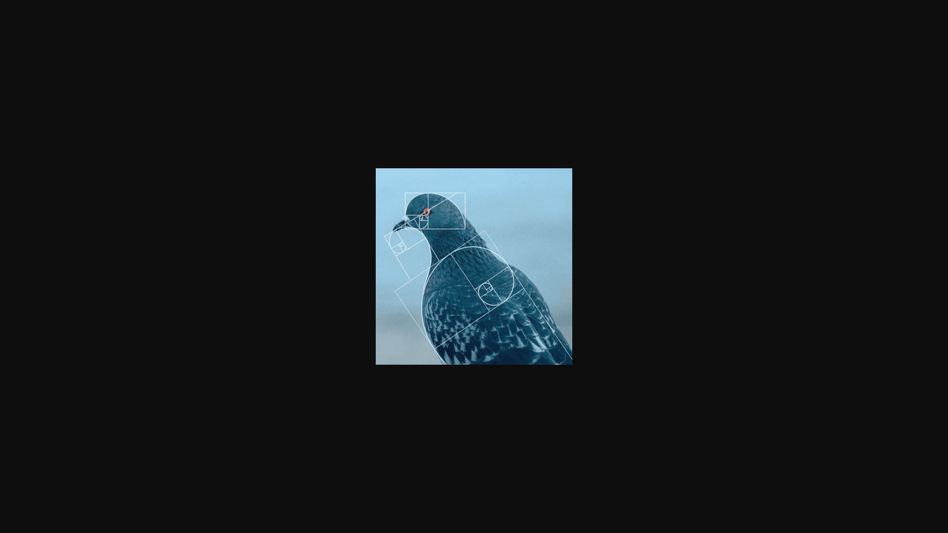 Pigeon