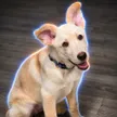 ‌Ví Elon's Dog