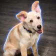‌Ví Elon's Dog