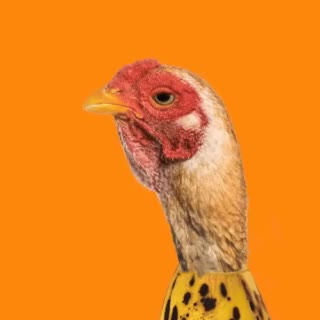 CHICKEN BANANA