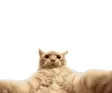 snapcat 钱包