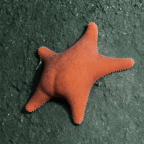 STARBUTT