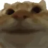 yepcat