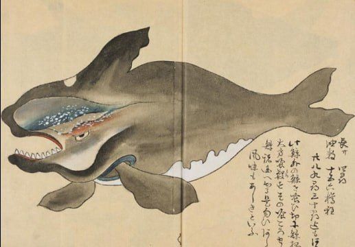 The Japanese Whale