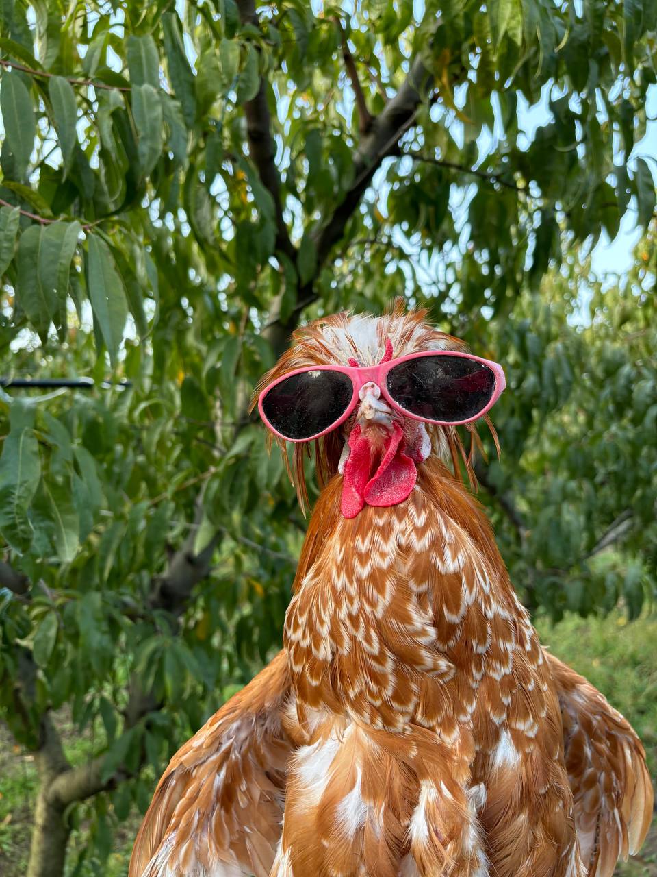 GALLO