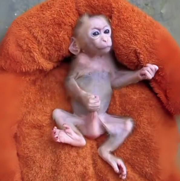 GOONKEY