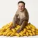 ELON
