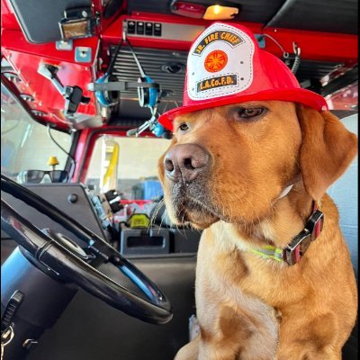 FIRE DOG