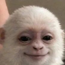 aryan monkey