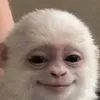 aryan monkey