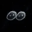 SpaceBalls 钱包