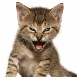 The Roaring Kitty 钱包